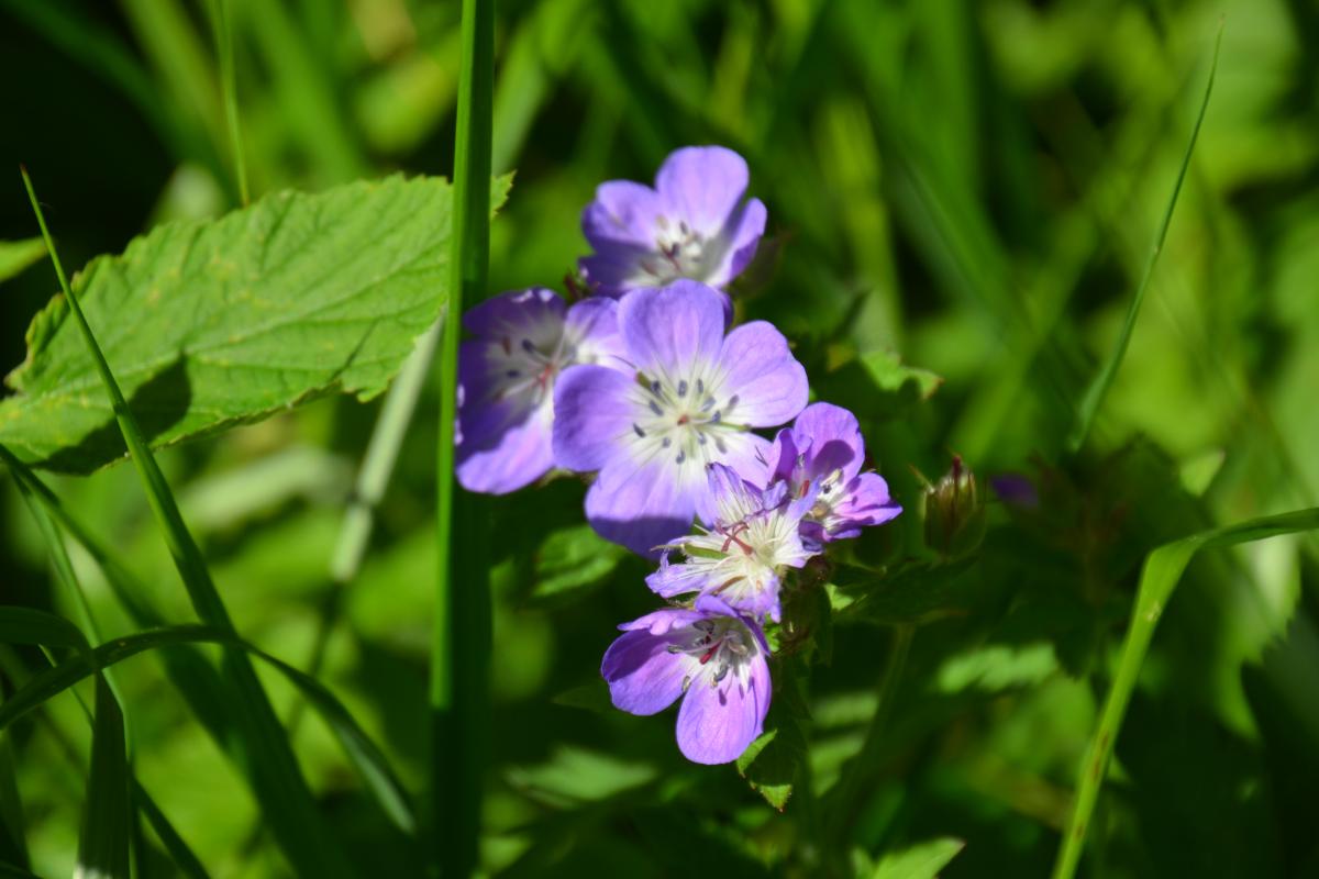 Platzer Alm 14.07.2023